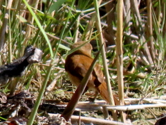 Acrocephalus gracilirostris gracilirostris