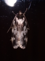 Barea confusella