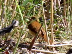Acrocephalus gracilirostris gracilirostris