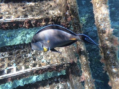 Acanthurus sohal