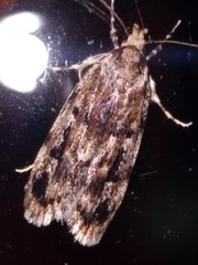 Barea exarcha