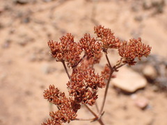 Crassula rogersii