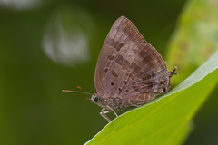 Arhopala madytus