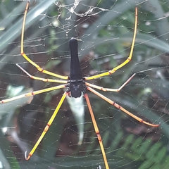 Nephila kuhli