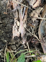 Arthurdendyus triangulatus