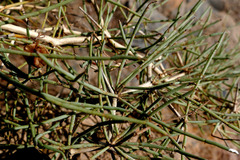 Calligonum comosum