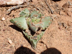Faucaria gratiae
