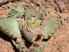 Faucaria gratiae