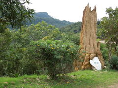 Allamanda
