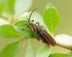 Lycidae