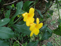 Allamanda