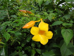 Allamanda