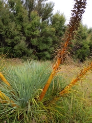 Aciphylla glaucescens