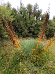 Aciphylla glaucescens