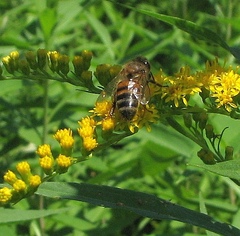 Apis mellifera