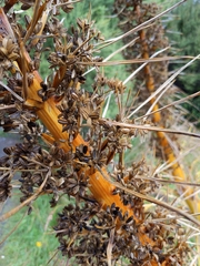 Aciphylla glaucescens