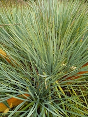 Aciphylla glaucescens