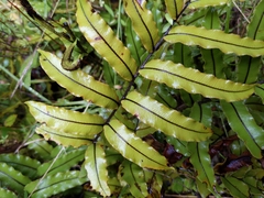 Blechnum montanum