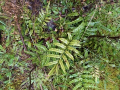 Blechnum montanum