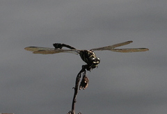 Ictinogomphus decoratus