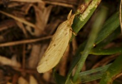 Ematheudes punctella
