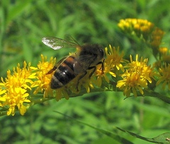 Apis mellifera