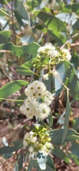 Eucalypteae