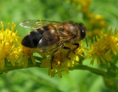 Apis mellifera
