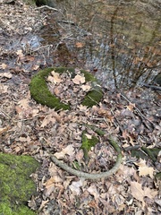 Entodon cladorrhizans