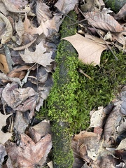 Entodon cladorrhizans