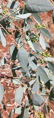 Eucalypteae
