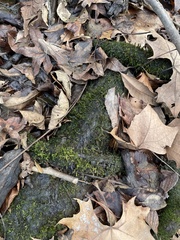 Entodon cladorrhizans