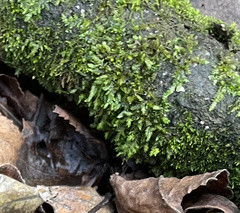 Entodon cladorrhizans