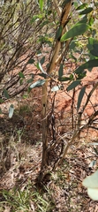 Eucalypteae