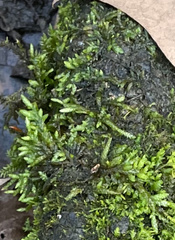 Entodon cladorrhizans