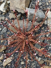 Epilobium melanocaulon