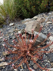 Epilobium melanocaulon