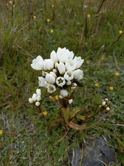 Gentianella corymbifera