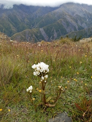 Gentianella corymbifera