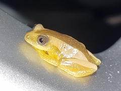 Afrixalus fornasini