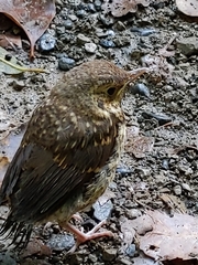 Turdus philomelos clarkei