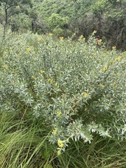 Lasiosiphon splendens