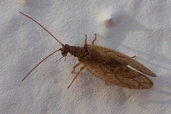 Micromus angulatus