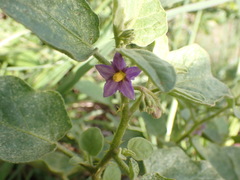 Solanum tomentosum