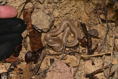 Common Mock Viper