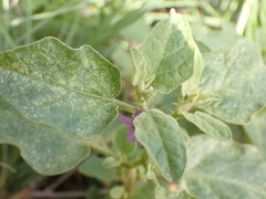 Solanum tomentosum