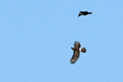 Melierax canorus canorus