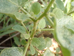Solanum tomentosum