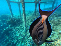 Acanthurus sohal