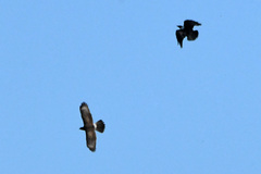 Melierax canorus canorus